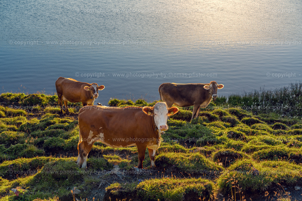 Kühe am Torsee copyright  Thomas Pfister-3 | PHOTOGRAPHY BY THOMAS PFISTER