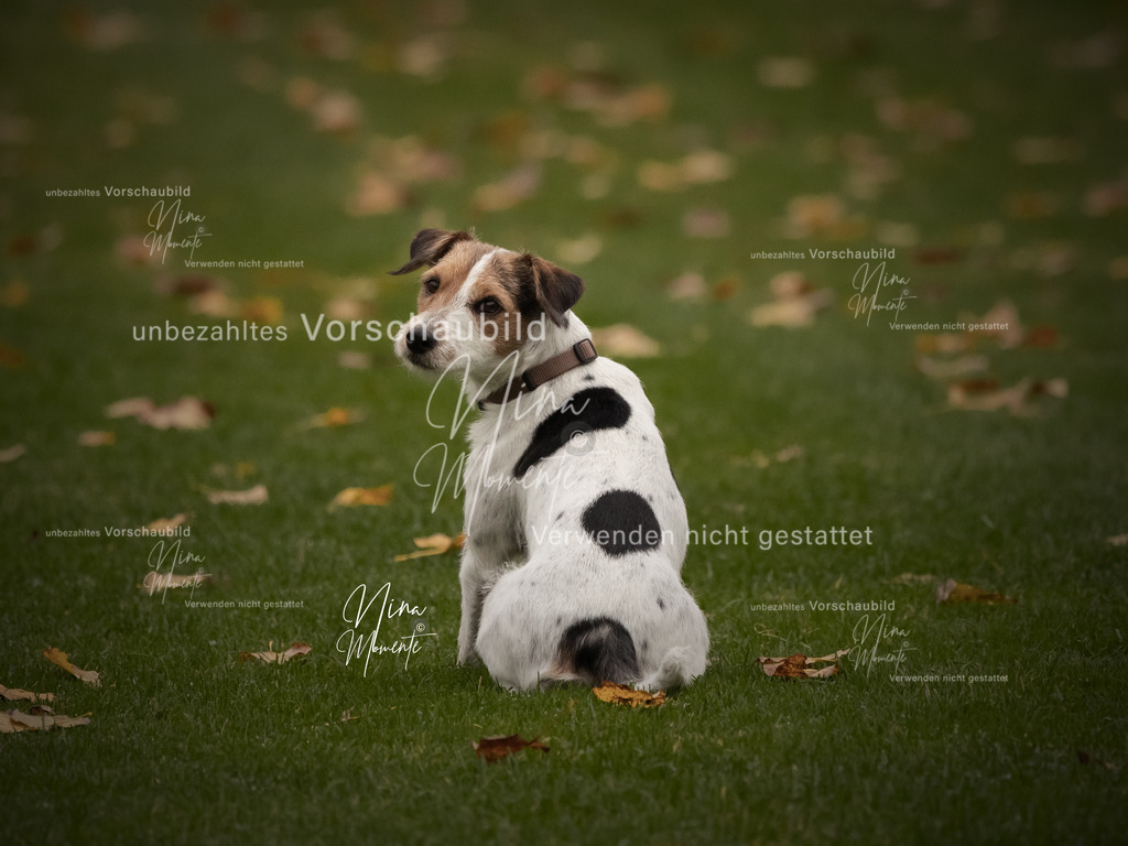 _16A0598-1 | Einzigartige Fotos von Hunden & Menschen –Actionfotos, Portraits, Vereinsaufnahmen & Paarshootings – authentisch, lebendig & mit Herz.