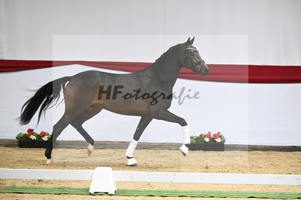 Kat-Nr. 5 v. Viva Gold_Blue Hors_63220137 | hf-fotografie - Realisiert mit Pictrs.com