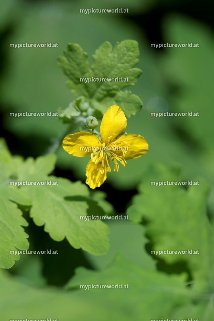 Schöllkraut-005 | Das Bilderarchiv über Tiere, Planzen und Landschaften. In der Bilddatenbank finden Sie ein große Auswahl an hochwertigen Bilder für Ihre Werbung - Realized with Pictrs.com