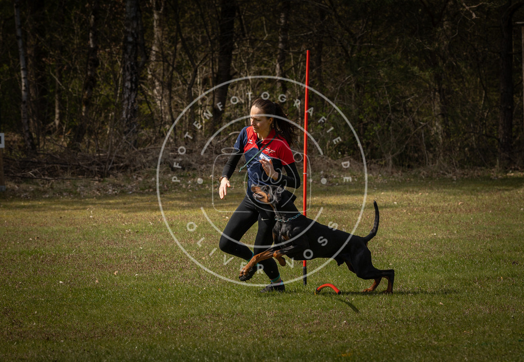 Pfotenfotografie_DV3A4718 | Hundefotografie, Tierfotograf, Pfotenfotografie, Fotoshooting Hund, Hunde Portrait, Hundesport, Hundeportraits, Heideshooting, Hunde, Sportfotograf, Hundefotograf, Turnierhundsport, THS,  - Realisiert mit Pictrs.com