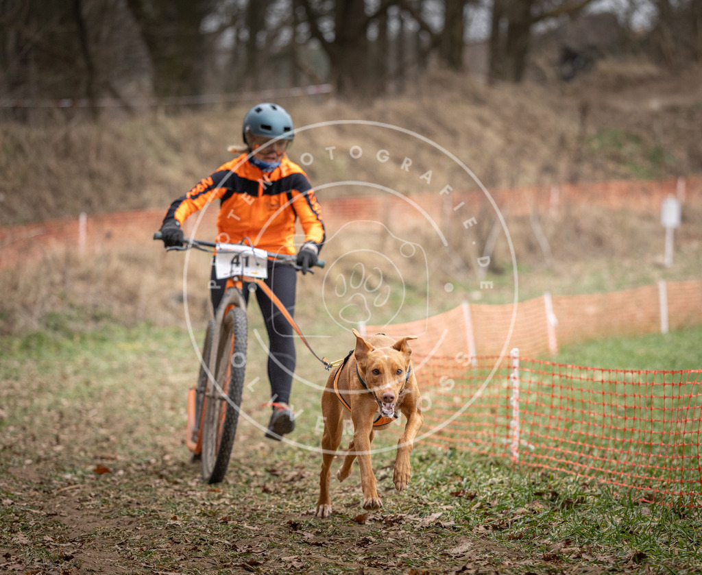 Pfotenfotografie_DV3A6558 | Hundefotografie, Tierfotograf, Pfotenfotografie, Fotoshooting Hund, Hunde Portrait, Hundesport, Hundeportraits, Heideshooting, Hunde, Sportfotograf, Hundefotograf, Turnierhundsport, THS,  - Realisiert mit Pictrs.com