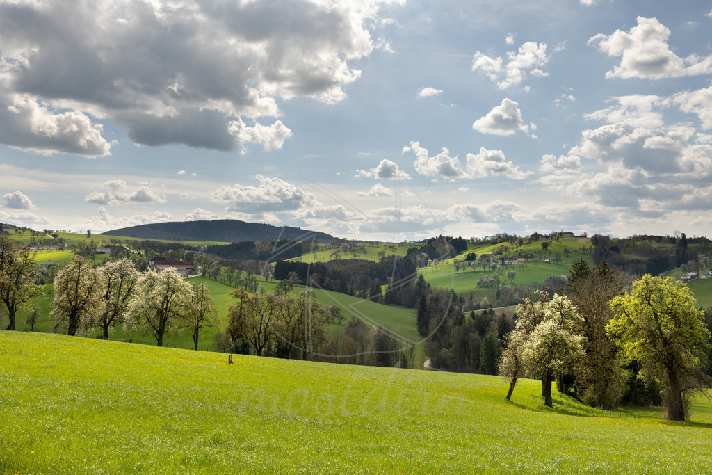 Birnbaumblüte Mostviertel | Bei Veröffentlichung des Bildes ist eine Namensnennung wie folgt erforderlich: Foto: Mostdirn Irmgard Wieser - Realisiert mit Pictrs.com