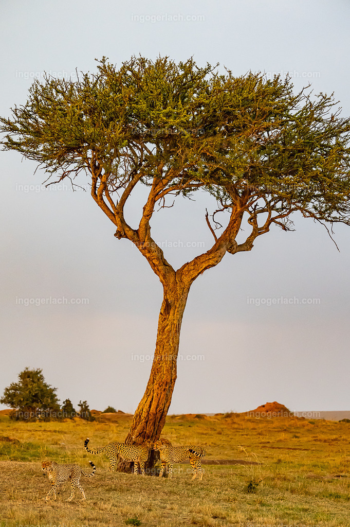 Die Gepardenkoalition markiert ihr Revier. | Die fünf Gepardenbrüder oder auch Gepardenkoalition genannt fotogen auf einem Hügel bei Sonnenuntergang
