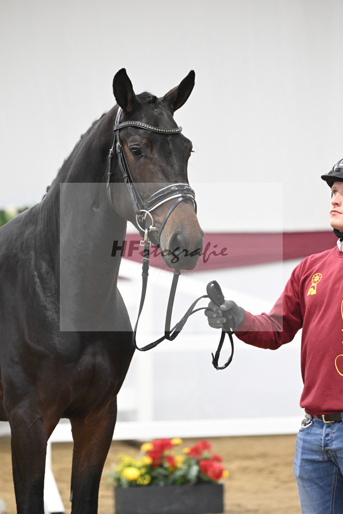 Kat-Nr. 80 Dallas VDL x C-Indoctro_Benjamin Maier_47252785 | hf-fotografie - Realisiert mit Pictrs.com