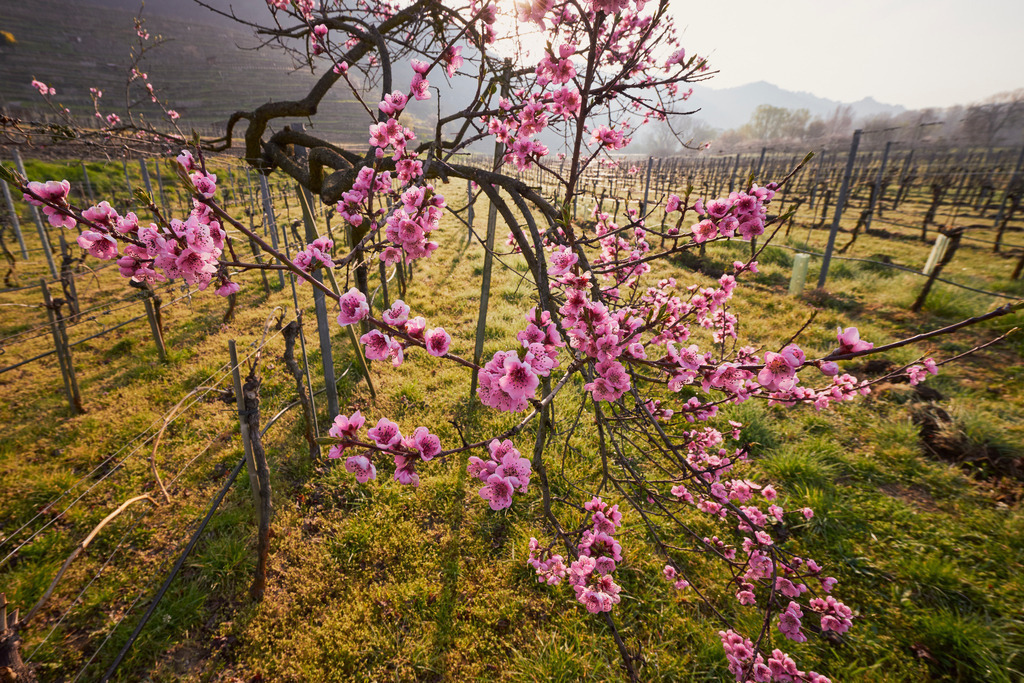 bluehender Weingartenpfirsich | Unterloiben, Austria - April 11, 2015: bluehender Weingartenpfirsich. - Realisiert mit Pictrs.com
