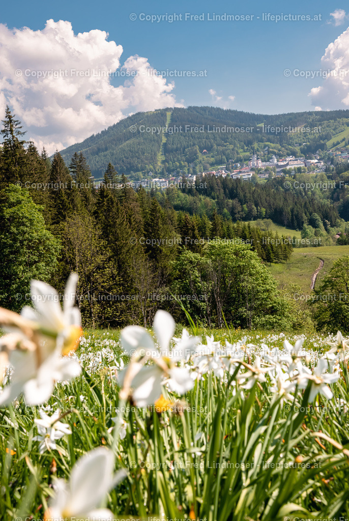 Narzissenblute Mariazellerland 2021-6023 | Fotos und Fotoprodukte - Realisiert mit Pictrs.com