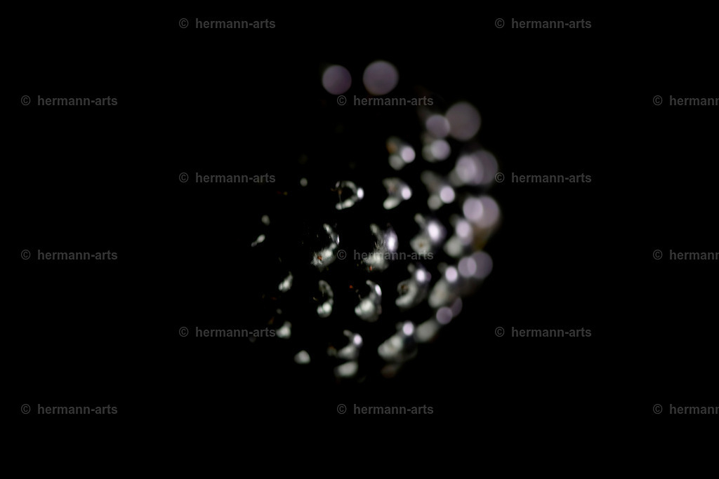 Fruits-Art-024 | Photo Foto Kunst Art schwarzweiss Bilder Rheine Münster Berlin Blumen 