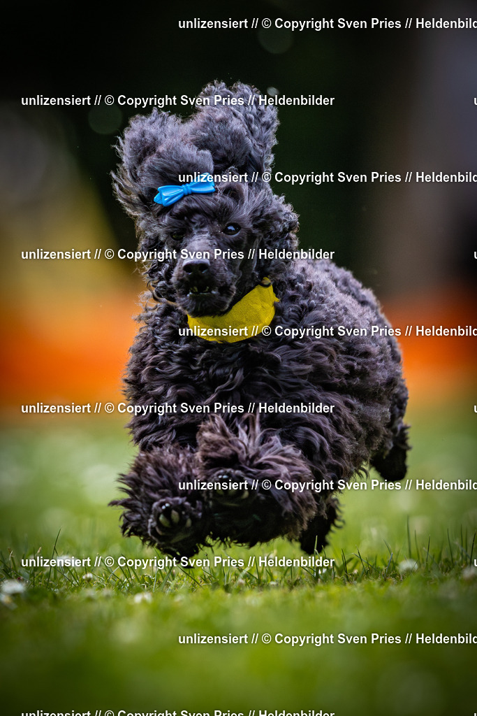 Sven Pries | 2025-05-29 - Pudelrennen KA-Durlach - Realisiert mit Pictrs.com