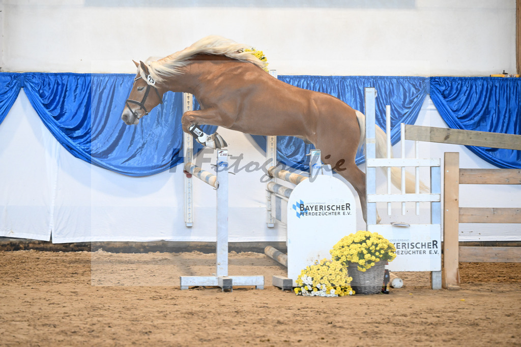 Kat-Nr. 29 nn v. Nio_Carreno-Erdmann_48250664 | hf-fotografie - Realisiert mit Pictrs.com