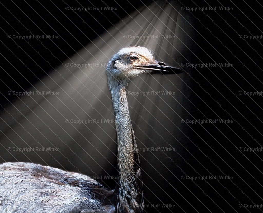 emu1.1 | Rolf Wittke  - Realisiert mit Pictrs.com