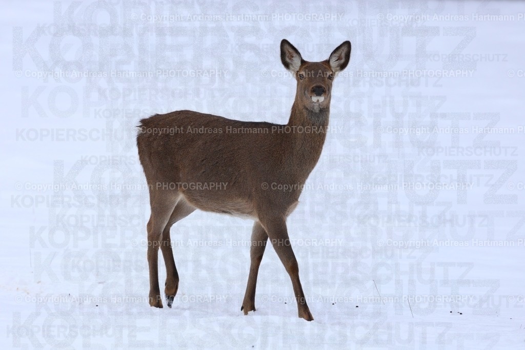 Damwild im Schnee | Damwild im Schnee - Realisiert mit Pictrs.com