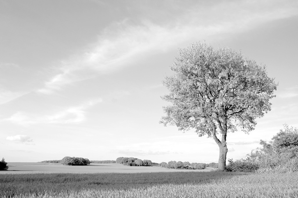 090427-071 | Europa, DEU, Deutschland, Nordrhein Westfalen, NRW, Rheinland, Niederrhein, Rheurdt, Schaphuysener Hoehen, Typische Landschaft, Einzelner Baum, Cirruswolken, Kategorien und Themen, Natur, Umwelt, Landschaft, Jahreszeiten, Stimmungen, Landschaftsfotografie, Landschaften, Landschaftsphoto, Landschaftsphotographie, Wetter, Wetterelemente, Wetterlage, Wetterkunde, Witterung, Witterungsbedingungen, Wettererscheinungen, Meteorologie, Wettervorhersage

[Fuer die Nutzung gelten die jeweils gueltigen Allgemeinen Liefer-und Geschaeftsbedingungen. Nutzung nur gegen Verwendungsmeldung und Nachweis. Download der AGB unter http://www.image-box.com oder werden auf Anfrage zugesendet. Freigabe ist vorher erforderlich. Jede Nutzung des Fotos ist honorarpflichtig gemaess derzeit gueltiger MFM Liste - Kontakt, Uwe Schmid-Fotografie, Duisburg, Tel. (+49).2065.677997, 
archiv@image-box.com, www.image-box.com] - Realisiert mit Pictrs.com