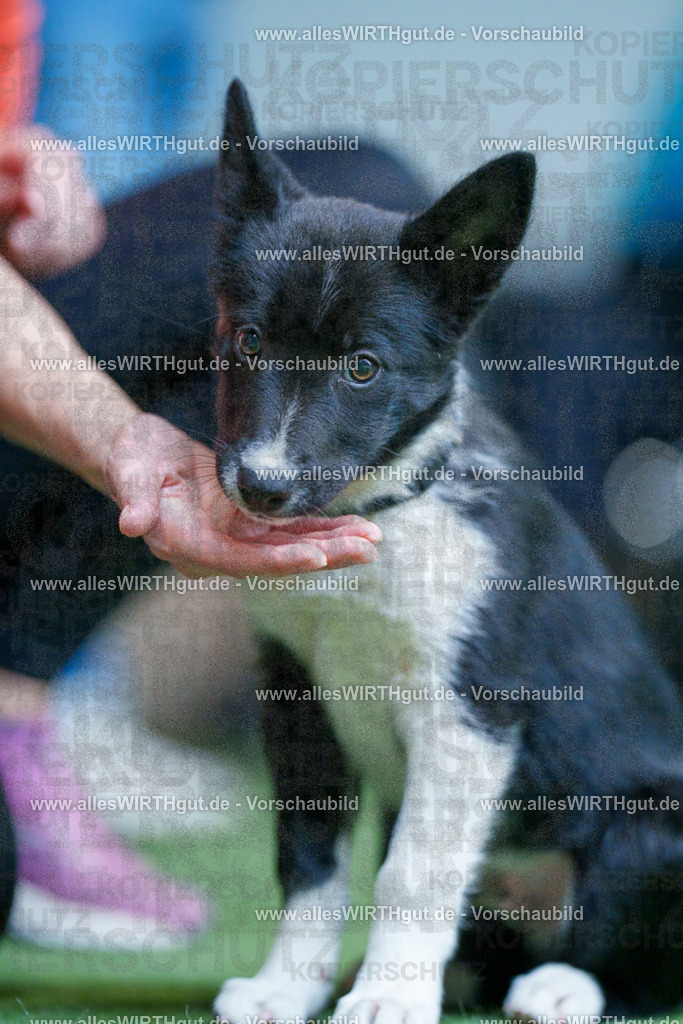 @allesWIRTHgut_Tierfotografie - www.allesWIRTHgut.de - 2604251311-7R503649 | Professionelle Tierfotografie in Mönchengladbach von Daniel Wirth (allesWIRTHgut). Liebevolle & natürliche Bilder von Hunden & Katzen für unvergessliche Erinnerungen.