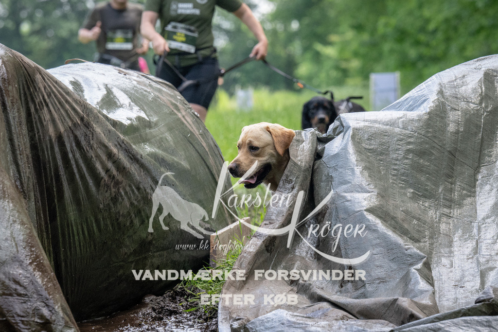 1142_ZZ93997 | kk-dogfotos