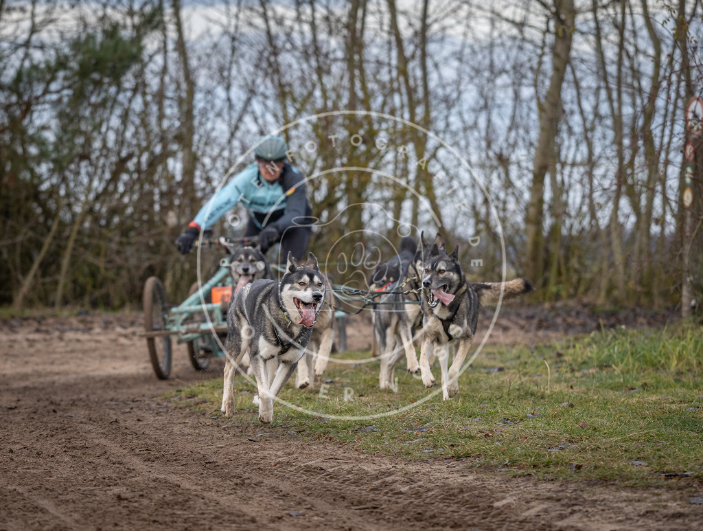Pfotenfotografie_DV3A5952 | Hundefotografie, Tierfotograf, Pfotenfotografie, Fotoshooting Hund, Hunde Portrait, Hundesport, Hundeportraits, Heideshooting, Hunde, Sportfotograf, Hundefotograf, Turnierhundsport, THS,  - Realisiert mit Pictrs.com