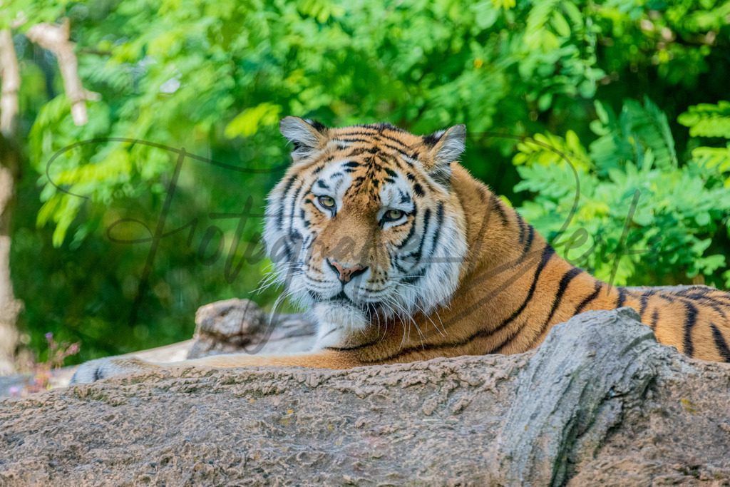 2022-05-27 Zoo Duisburg Workshop-463 | fotografie-derks - Realisiert mit Pictrs.com