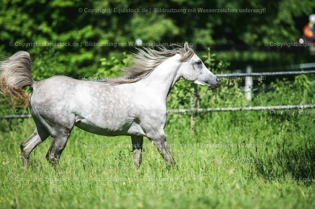 20210617_Araber_Marbach_Koppel_0050 | Foto: Thomas Hartig