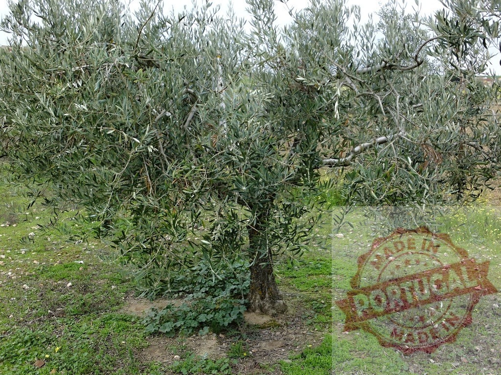 Olive tree growing in Mediterranean orchard field | Olive tree standing in a field with green grass, symbolizing agriculture and nature - Realisiert mit Pictrs.com