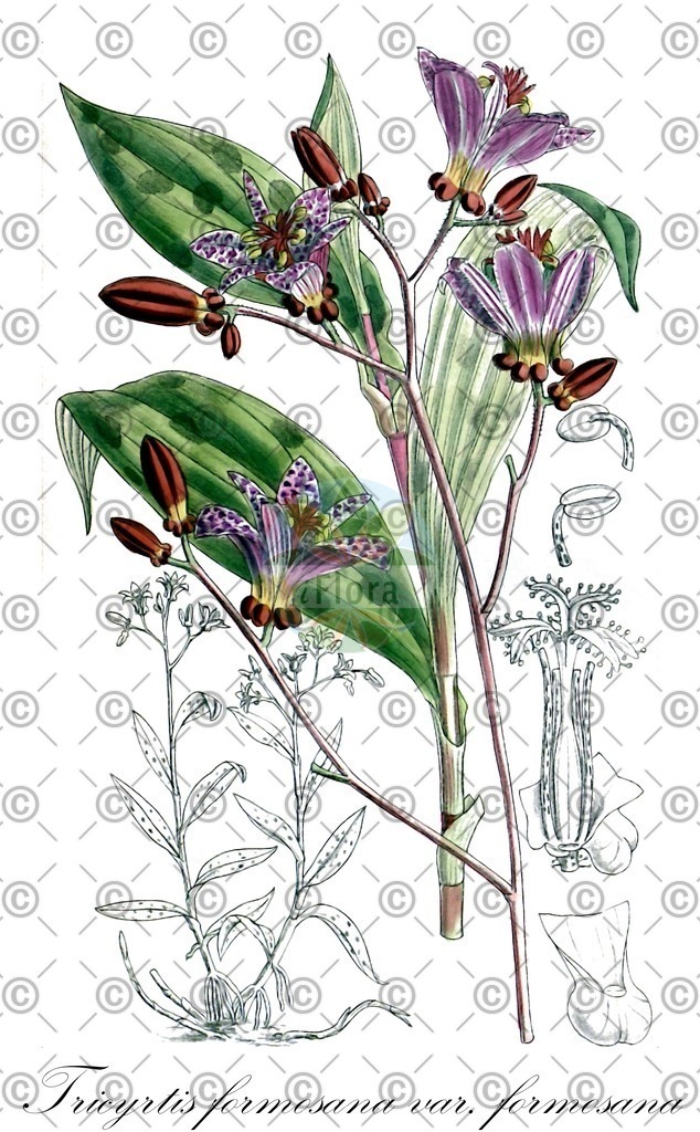 HistAbb_wfo-0000904458_1_ENZY_Simple | Historische Abbildung von Tricyrtis formosana var. formosana - Liliaceae | Historical Illustration of Tricyrtis formosana var. formosana - Liliaceae