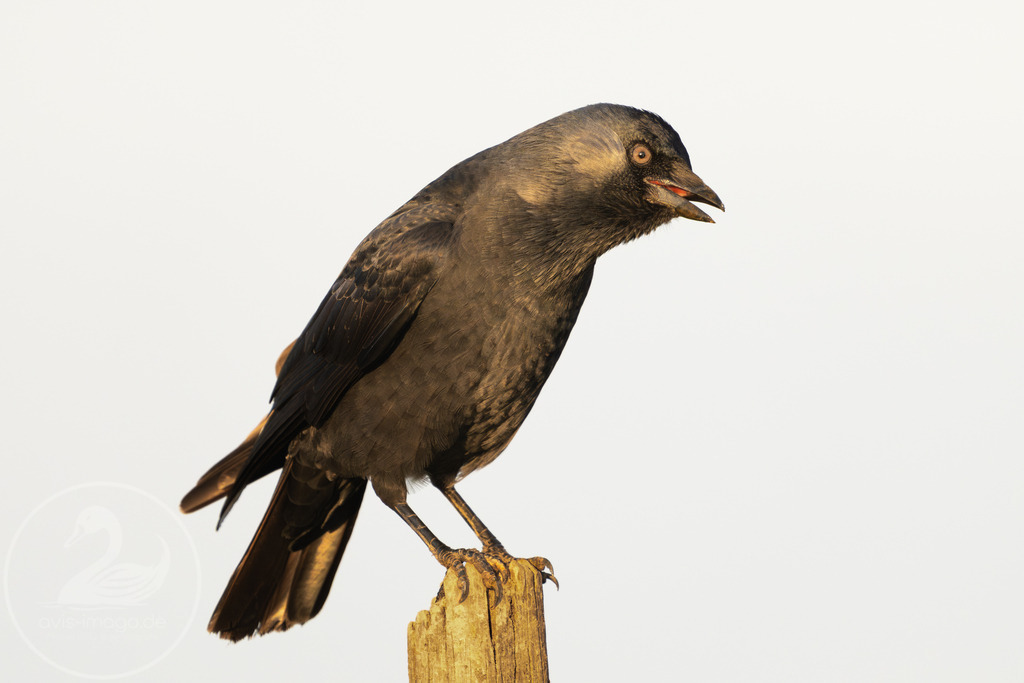 Dohle im Abendlicht | Rufende Dohle 