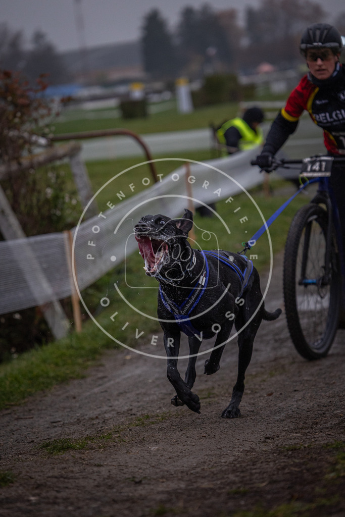CaniXpix_0L8A0514 | Hundefotografie, Tierfotograf, Pfotenfotografie, Fotoshooting Hund, Hunde Portrait, Hundesport, Hundeportraits, Heideshooting, Hunde, Sportfotograf, Hundefotograf, Turnierhundsport, THS,  - Realisiert mit Pictrs.com