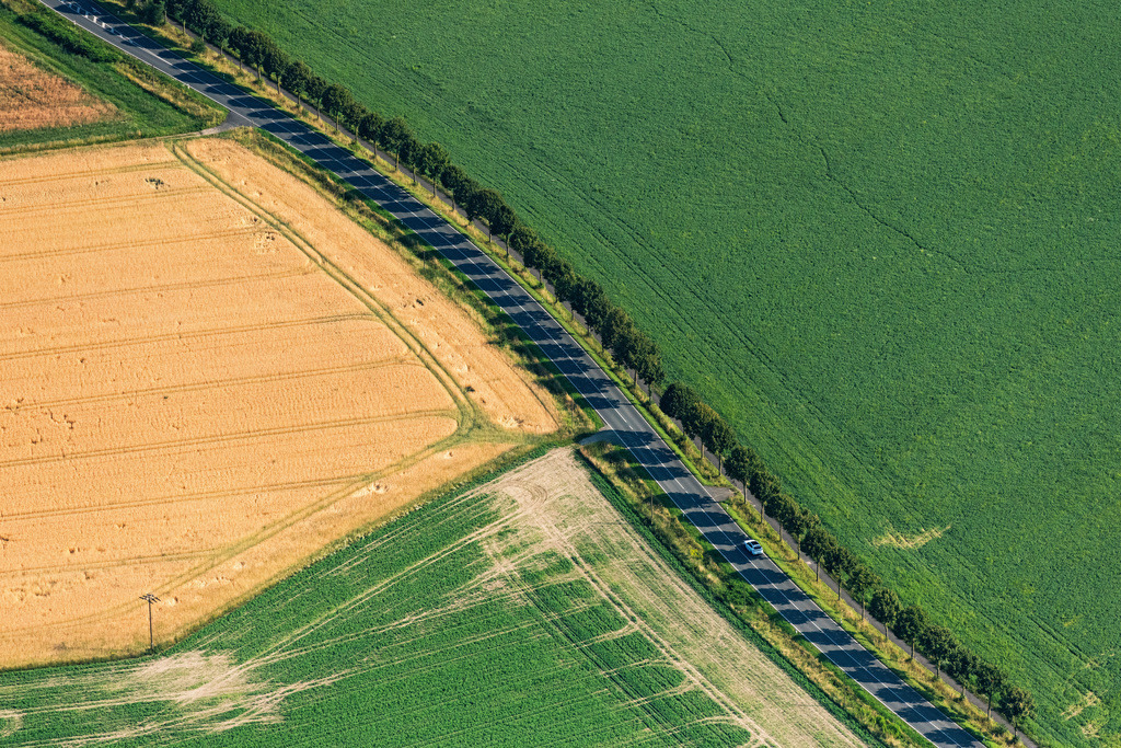 dr__0041747.jpg | LüNEN 20.07.2024 Baumreihe an einer Landstraße an einem Feldrand an der Borker Straße in Lünen im Ruhrgebiet im Bundesland Nordrhein-Westfalen, Deutschland. // Row of trees on a country road on a field edge on street Borker Strasse in Luenen at Ruhrgebiet in the state North Rhine-Westphalia, Germany. Foto: Daniel Reiter