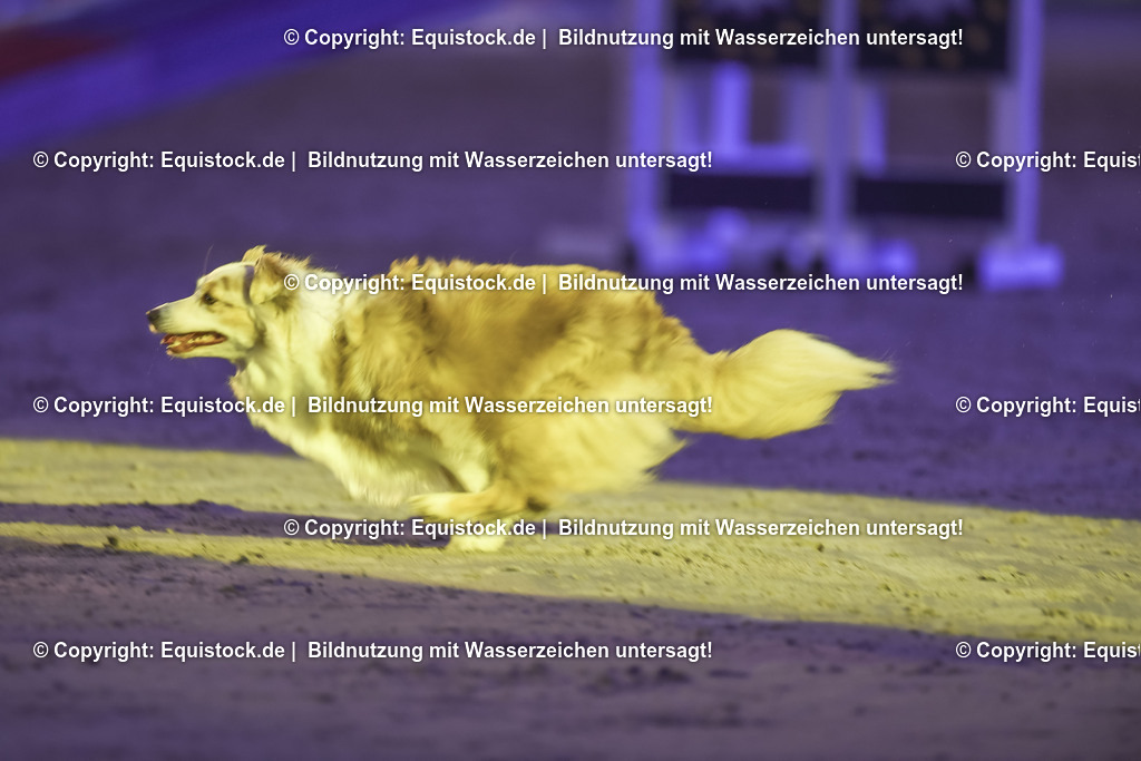 20231115_Dog-Agility_0063_TOMsPiC | Foto: Thomas Hartig