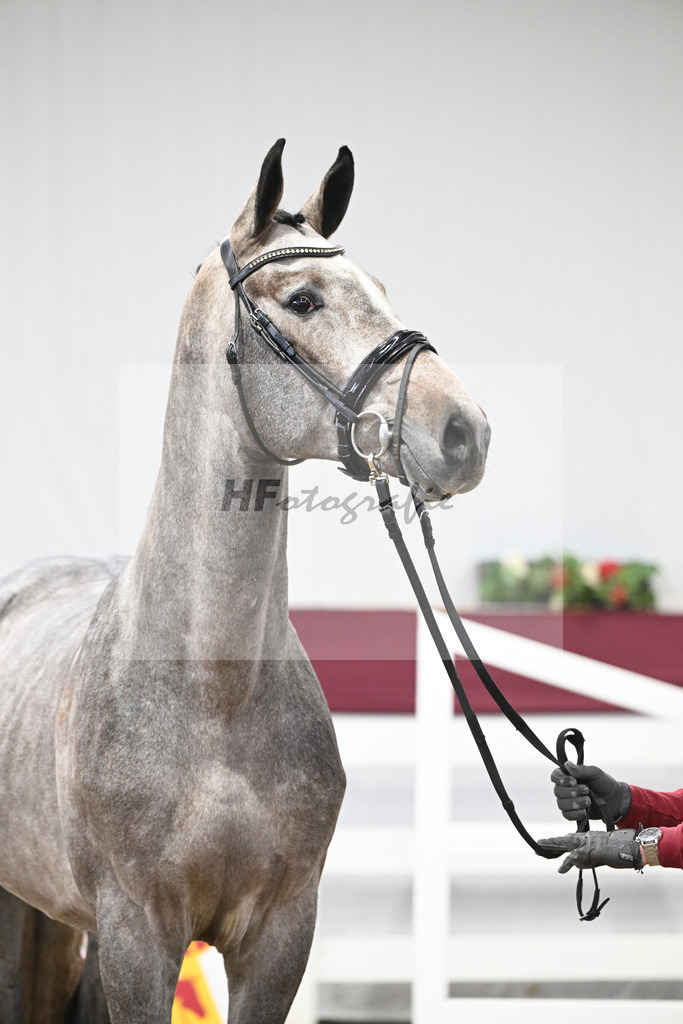 Kat-Nr. 76 Emerald van het Ruytershof x Clarimo_Vogel u Will Equestrian GmbH_47252684 | hf-fotografie - Realisiert mit Pictrs.com