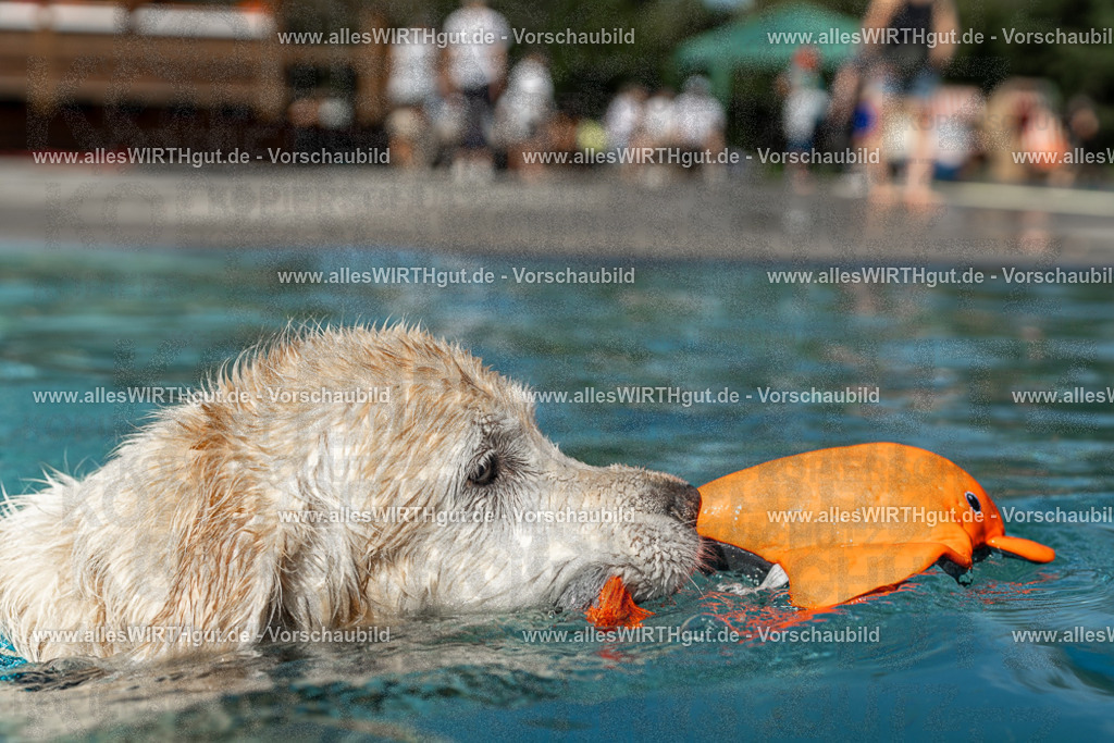 Hundeschwimmen_Volksbad_2026-allesWIRTHgut_Tierfotografie-2609061305-121553-7R500503 | Professionelle Tierfotografie in Mönchengladbach von Daniel Wirth (allesWIRTHgut). Liebevolle & natürliche Bilder von Hunden & Katzen für unvergessliche Erinnerungen.