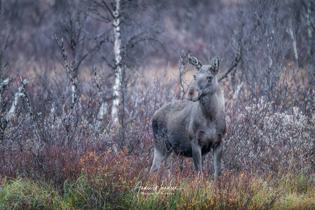 Stille Präsenz | Andre Wandrei - Nature Artworx - Realisiert mit Pictrs.com