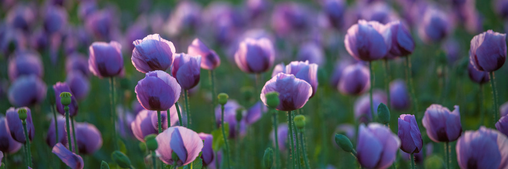 blaumohn_1805-143 | <div id="allefotografen-seal-verified-green"></div><script src="https://www.allefotografen.de/956728/seal-verified-green/seal.js" async="async"></script> - Realisiert mit Pictrs.com