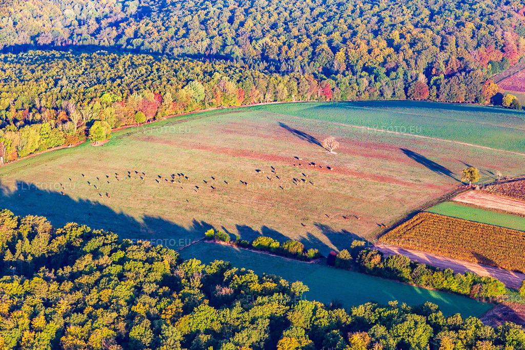 Vue aérienne: Pâturage à vaches avec un arbre en lisière de forêt en automne à Reichshoffen dans le département Bas Rhin, France. Photo: IMG_139174.jpg prise le 01/10/2023 par Werner Riehm/FLY-FOTO.eu – Résolution de l'original: 5472 x 3648 px