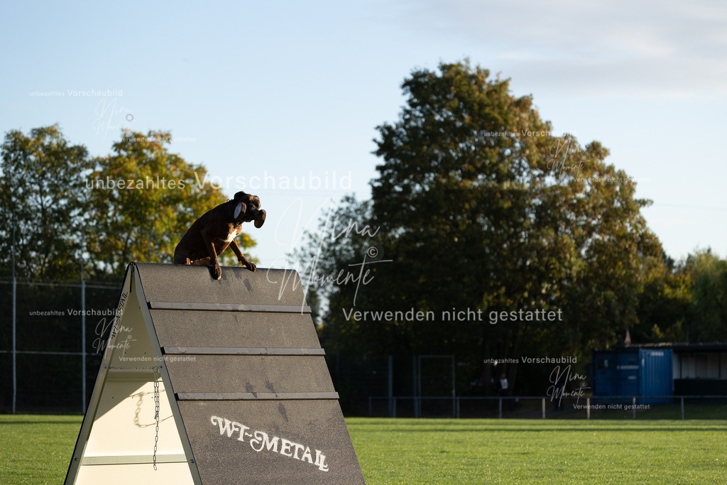 _16A6038 | Einzigartige Fotos von Hunden & Menschen –Actionfotos, Portraits, Vereinsaufnahmen & Paarshootings – authentisch, lebendig & mit Herz.