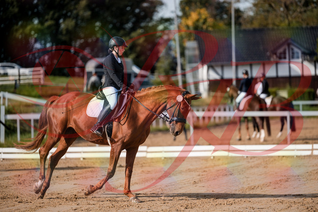 2026_10_03_Siefer-Hof_114202_Z63_23174573 | Professionelle Reitsport-, Turnier- und Eventfotografie von Robert Broda. Galerien mit ausgewählten und bearbeiteten Bildern direkt online ansehen und bestellen.