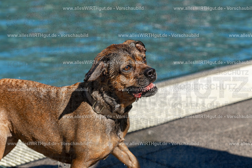 Hundeschwimmen_Volksbad_2026-allesWIRTHgut_Tierfotografie-2609061147-FAY06316 | Professionelle Tierfotografie in Mönchengladbach von Daniel Wirth (allesWIRTHgut). Liebevolle & natürliche Bilder von Hunden & Katzen für unvergessliche Erinnerungen.