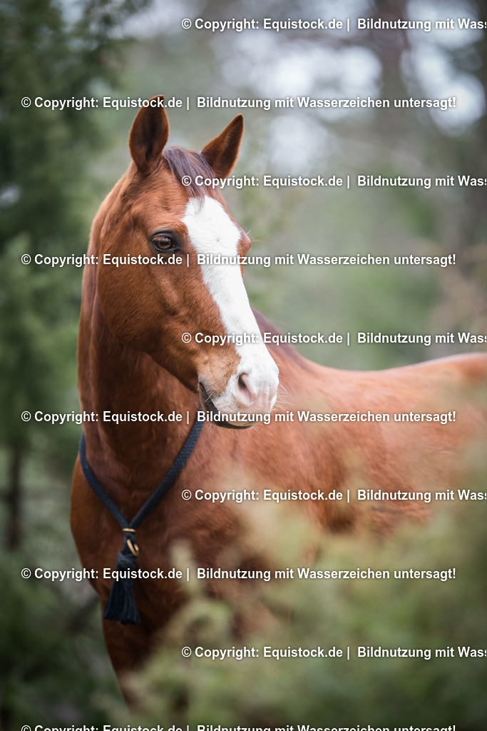 20160402_Pony_mit_blesse_0001 | equistock