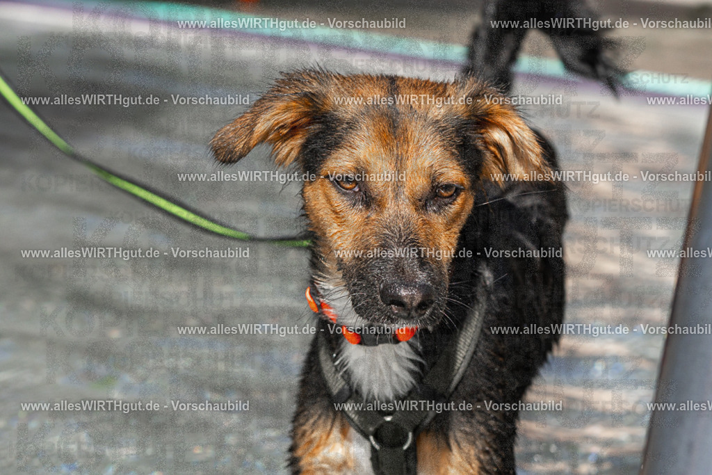 Hundeschwimmen_Volksbad_2026-allesWIRTHgut_Tierfotografie-2609061411-FAY06918 | Professionelle Tierfotografie in Mönchengladbach von Daniel Wirth (allesWIRTHgut). Liebevolle & natürliche Bilder von Hunden & Katzen für unvergessliche Erinnerungen.