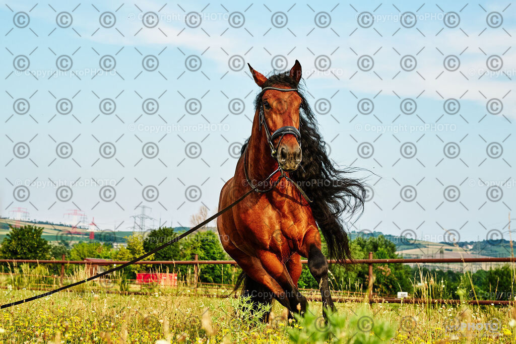 146_202406_Niki-Herodes_NZ9_9947 | proPHOTO - Realisiert mit Pictrs.com