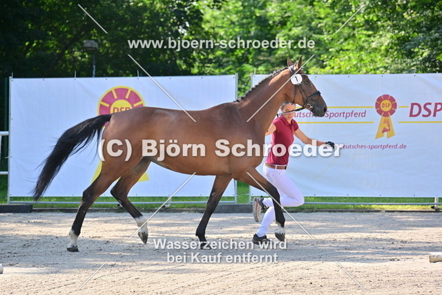 01_01_Samara von Syrakus xx - Coriograf B_879_3451 | Björn Schroeder Pferdefotografie