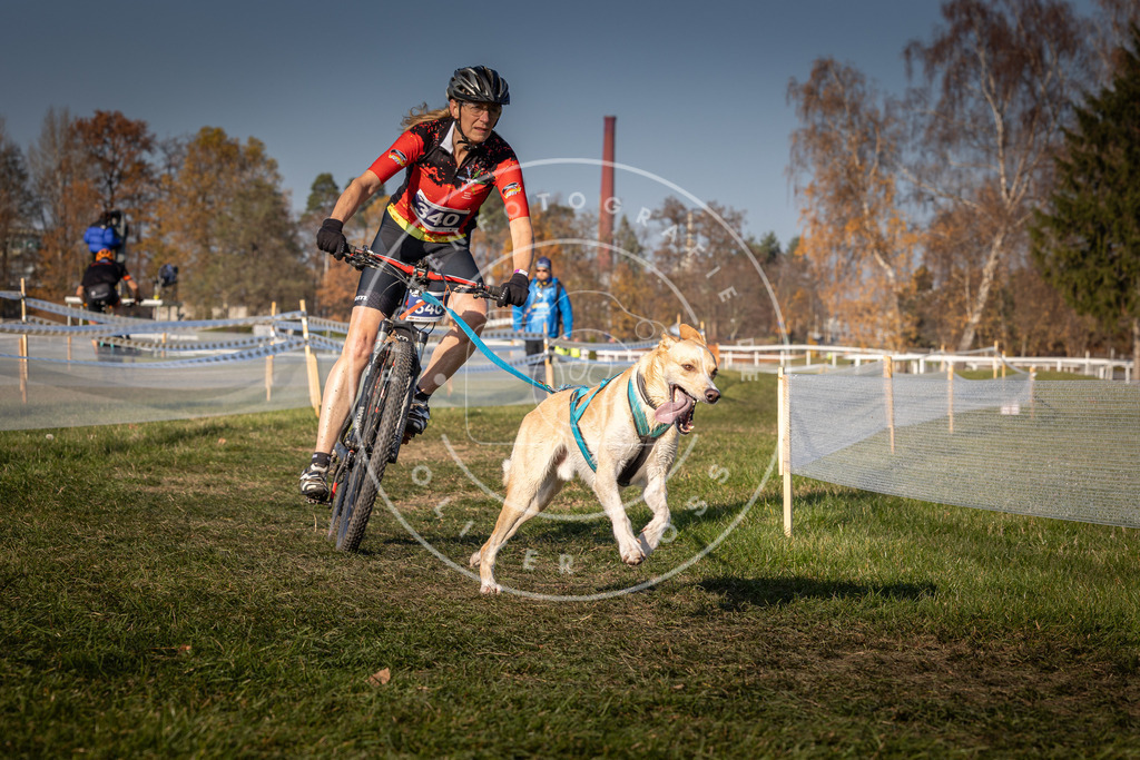 CaniXpix_0L8A7941 | Hundefotografie, Tierfotograf, Pfotenfotografie, Fotoshooting Hund, Hunde Portrait, Hundesport, Hundeportraits, Heideshooting, Hunde, Sportfotograf, Hundefotograf, Turnierhundsport, THS,  - Realisiert mit Pictrs.com