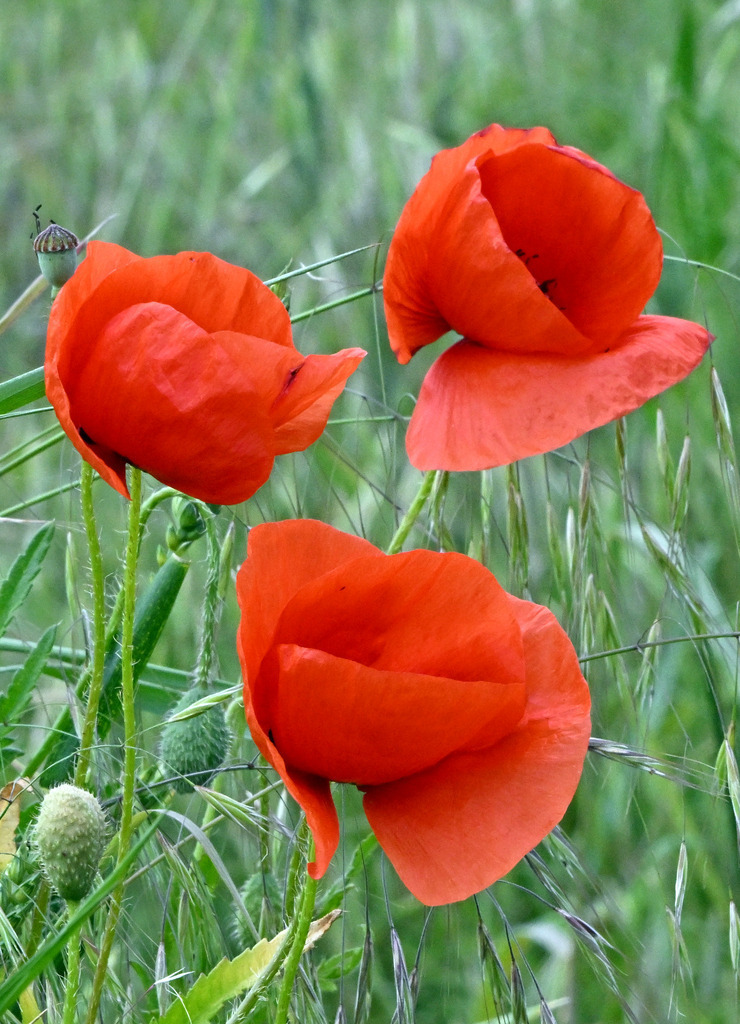 Klatschmohn02h | lucisnaturbilder - Realisiert mit Pictrs.com