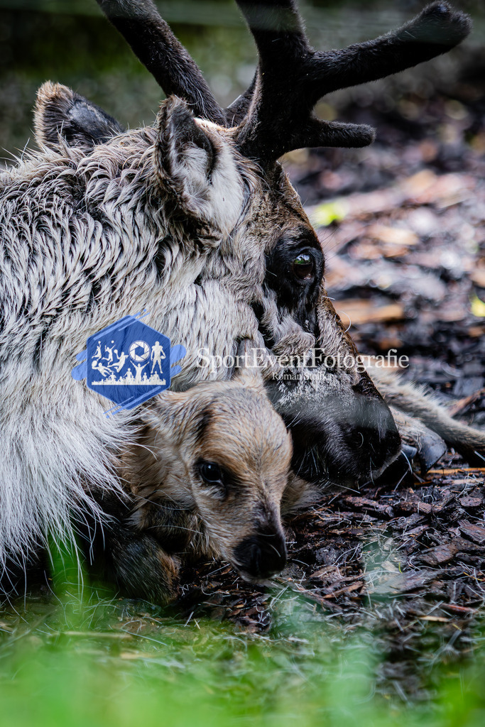 IMG_6039 | SportEventFotografie - Roman Stoiber