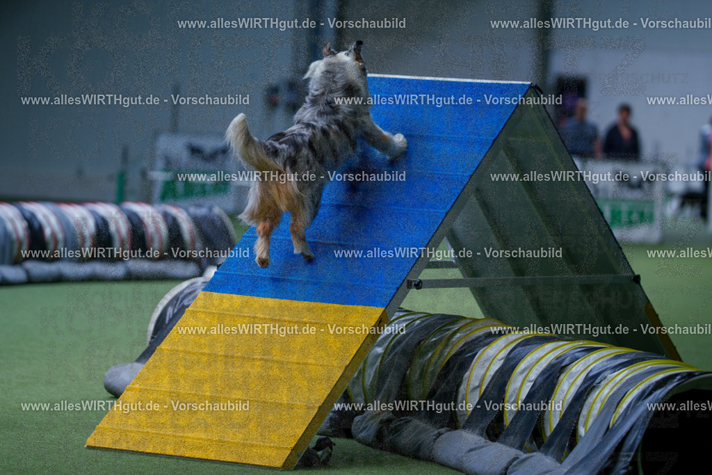 @allesWIRTHgut_Tierfotografie - www.allesWIRTHgut.de - 2604251212-7R501075 | Professionelle Tierfotografie in Mönchengladbach von Daniel Wirth (allesWIRTHgut). Liebevolle & natürliche Bilder von Hunden & Katzen für unvergessliche Erinnerungen.