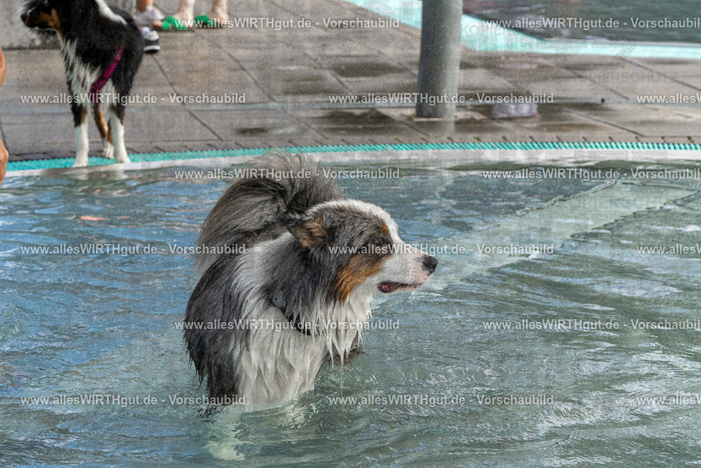 Hundeschwimmen_Volksbad_2026-allesWIRTHgut_Tierfotografie-2609061511-FAY07124 | Professionelle Tierfotografie in Mönchengladbach von Daniel Wirth (allesWIRTHgut). Liebevolle & natürliche Bilder von Hunden & Katzen für unvergessliche Erinnerungen.