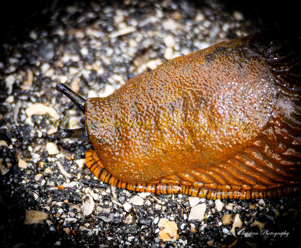 Macro 23 | Christian Vulin  - Realisiert mit Pictrs.com