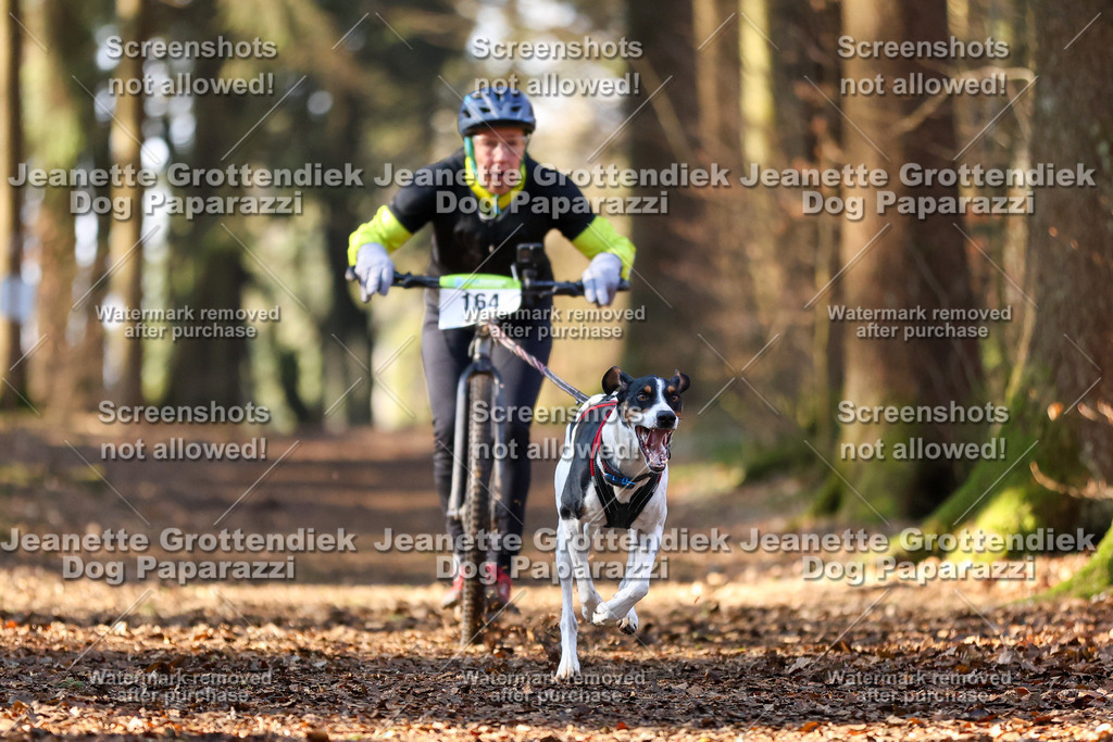 Dog Paparazzi - VCC26-890 | Dog Paparazzi Jeanette Grottendiek Fotografie & Videografie - Realisiert mit Pictrs.com