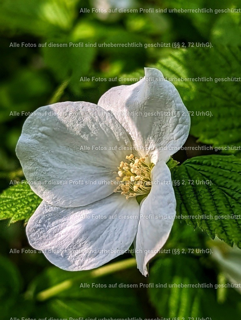 PXL_20230502_153740168.PORTRAIT-01 | krollfotografie - Realisiert mit Pictrs.com