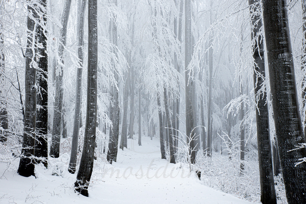 Winterspaziergang im Mostviertel | Ihre Fotografin im Lungau, ihre Fotografin im Mostviertel, Wandbilder Onlineshop, Imagefotos für Ihr Unternehmen,  - Realisiert mit Pictrs.com