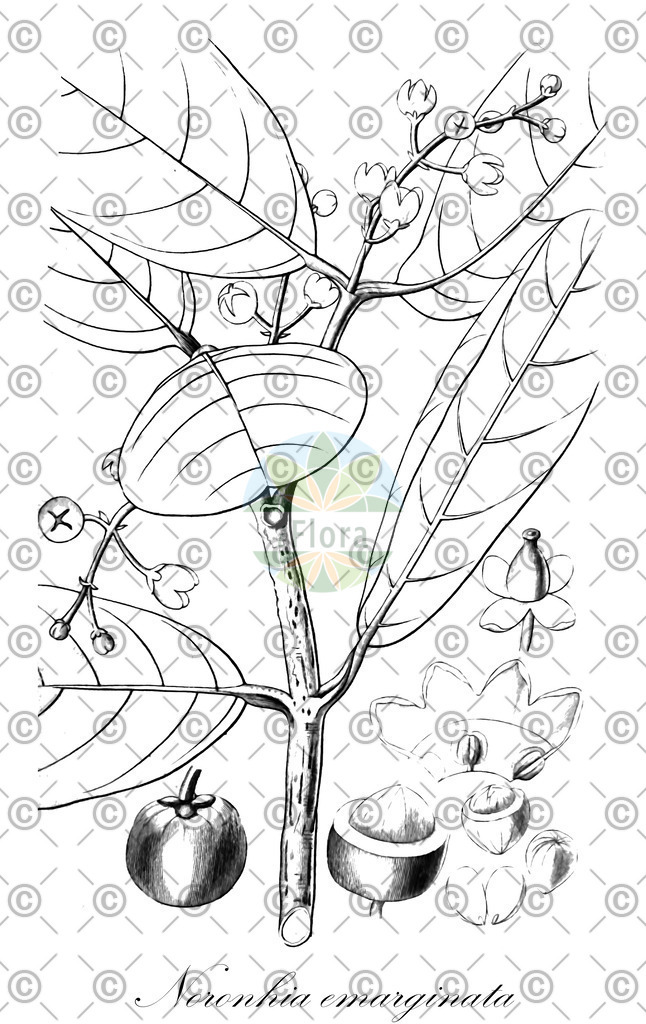 HistAbb_64XT_1_ENZY_Simple | Historische Abbildung von Noronhia emarginata - Oleaceae | Historical Illustration of Noronhia emarginata - Oleaceae